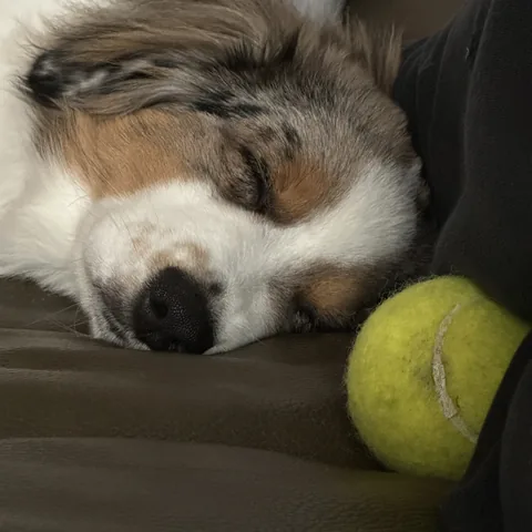 Danger, ein Mini Aussie, schläft neben einem Tennisball